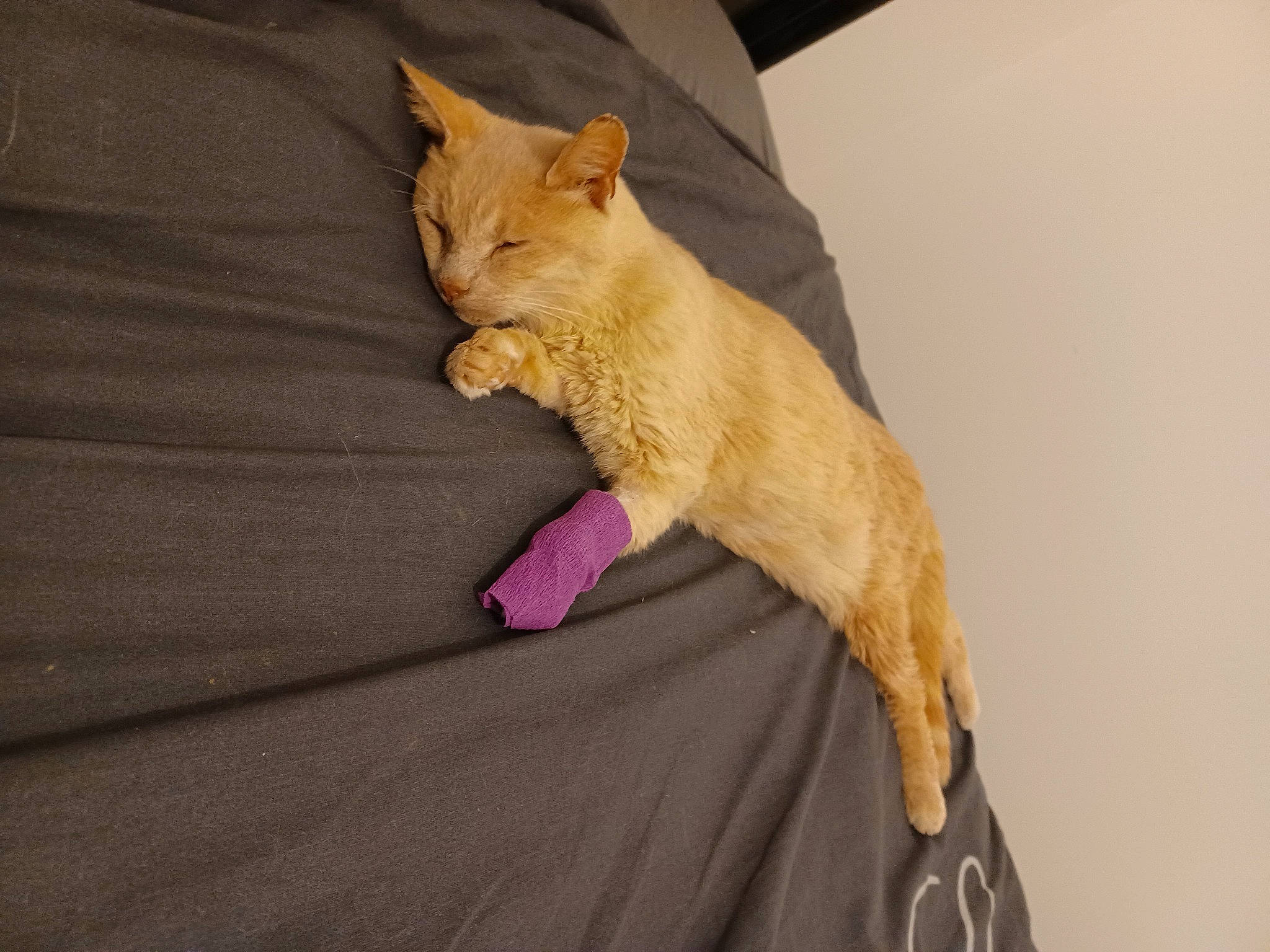 Marvel a rejoint le concours — aidez-le/la à gagner de superbes lots ! carnivore, cat, claw, comfort, domestic_short_haired_cat, fawn, felidae, fur, gesture, linens, paw, small_to_medium_sized_cats, snout, tail, terrestrial_animal, whiskers, wood