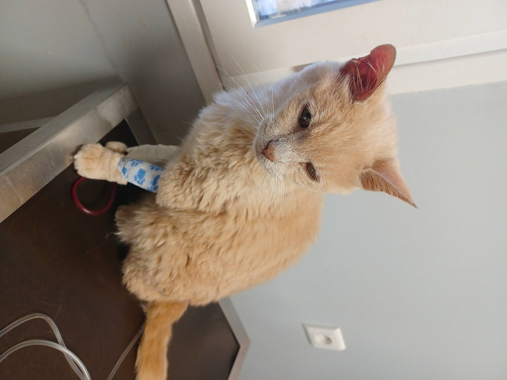 Marvel participe au concours pour gagner de l'argent avec cette photo : carnivore, cat, claw, domestic_short_haired_cat, fawn, felidae, flooring, fur, paw, ragdoll, room, small_to_medium_sized_cats, tail, whiskers, window