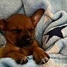 puppy, dog, sleeping, blanket, blue_blanket, stars, cozy, cute, pet, animal, fur, paw, resting, indoors, soft, snug, young_dog, brown, adorable, peaceful