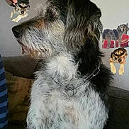 Pollux a rejoint le concours — aidez-le/la à gagner de superbes lots ! canidae, carnivore, companion_dog, dog, dog_breed, fur, mammal, miniature_schnauzer, rare_breed_dog, schnoodle, snout, sporting_group, terrier, vertebrate