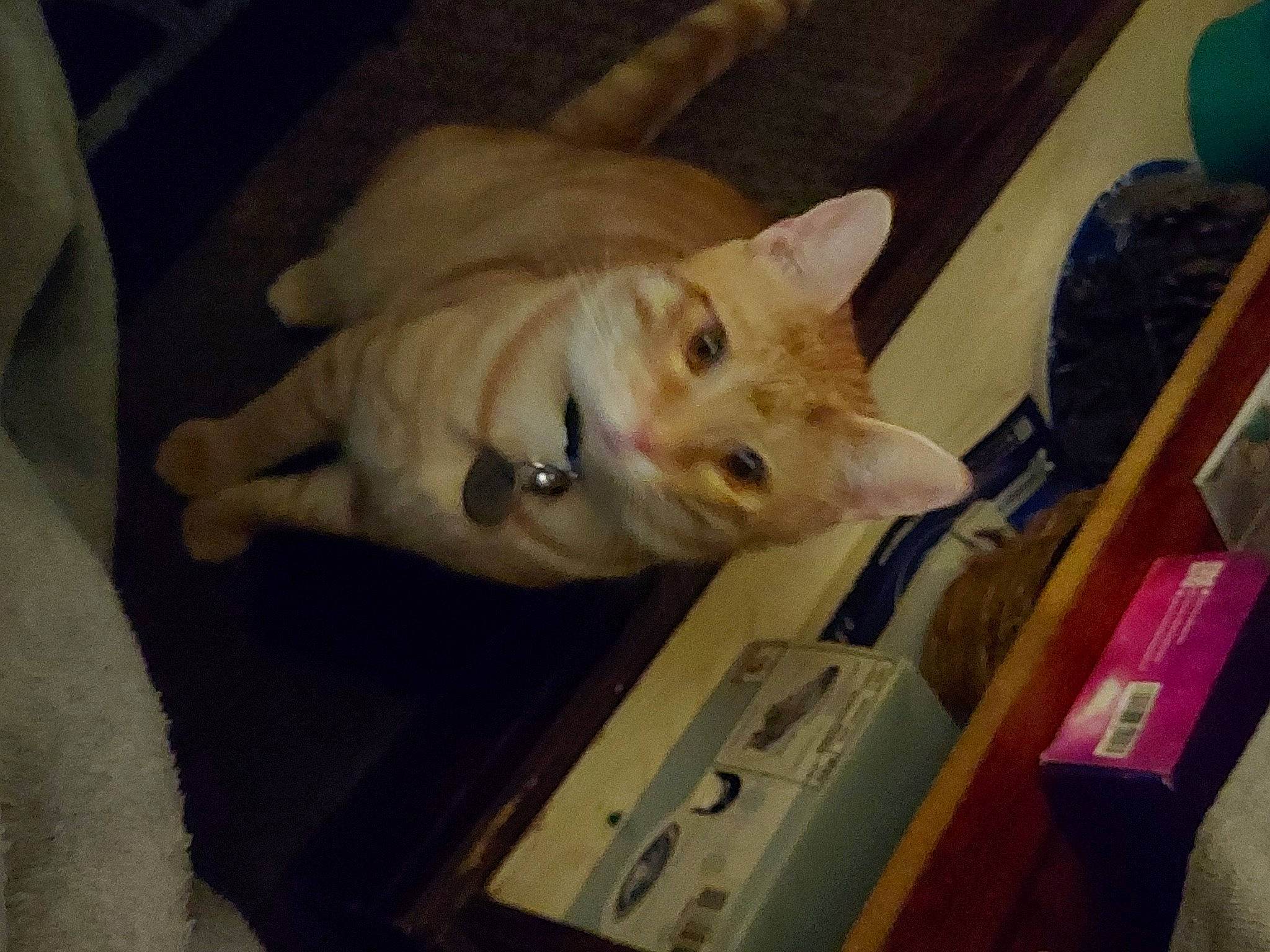 Zuis is registered to the contest to win money with this photo: balloon, canidae, carnivore, companion_dog, dog, dog_breed, fawn, felidae, flooring, fur, guard_dog, hardwood, non_sporting_group, small_to_medium_sized_cats, snout, sporting_group, tail, whiskers, wood, working_animal