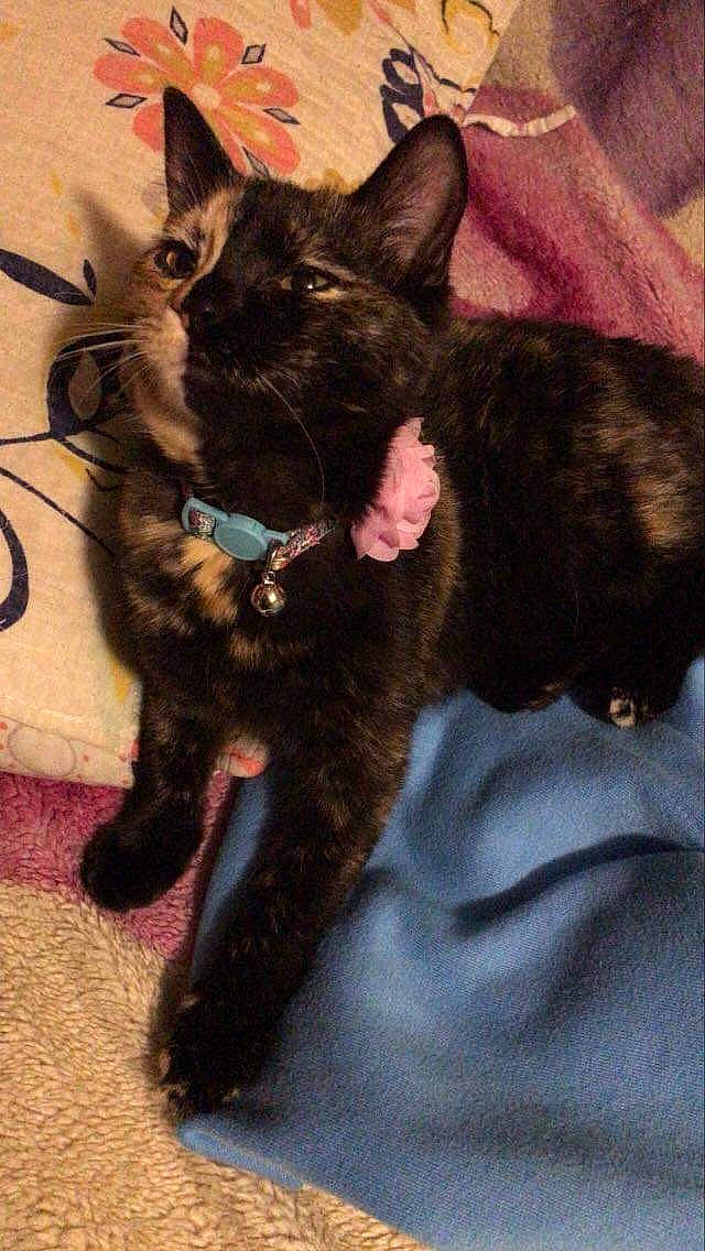 Chanel joined the competition — help win amazing prizes! black_cat, bombay, canidae, carnivore, cat, claw, comfort, dog_breed, domestic_short_haired_cat, felidae, foot, fur, paw, small_to_medium_sized_cats, snout, tail, terrestrial_animal, whiskers, working_animal