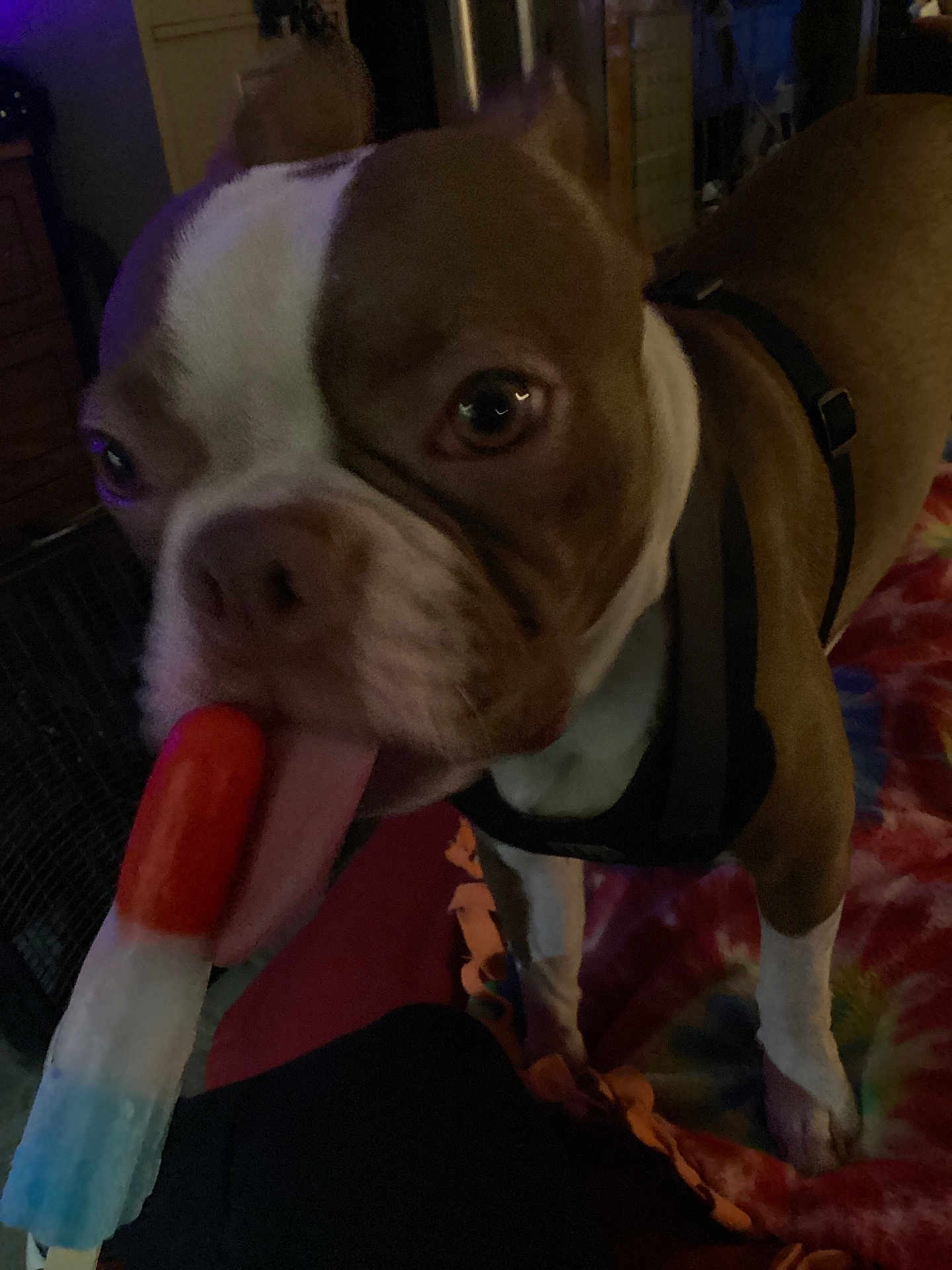 Biggie Smallz is registered to the contest to win money with this photo: animal, blanket, brown, canine, close-up, colorful, dog, fabric, food, fun, household, indoor, licking, pet, playful, popsicle, summer, tie-dye, tongue, white