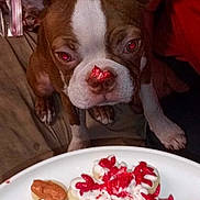 Biggie Smallz joined the competition — help win amazing prizes! animal, bed, blanket, brown_and_white, closeup, cookies, curious, decorated_cookies, dog, gingerbread_cookie, holiday, home, icing, indoor, nose, person, pet, plate, red_stain, snowflake_cookie