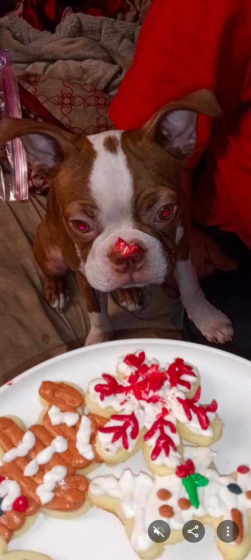 Biggie Smallz joined the competition — help win amazing prizes! animal, bed, blanket, brown_and_white, closeup, cookies, curious, decorated_cookies, dog, gingerbread_cookie, holiday, home, icing, indoor, nose, person, pet, plate, red_stain, snowflake_cookie