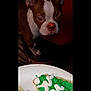 Biggie Smallz joined the competition — help win amazing prizes! animal, boston_terrier, brown_dog, christmas_cookie, closeup, cookie, curious, cute, dark_background, dog, food, frosting, green_frosting, holiday, indoor, pet, plate, snack, white_frosting, white_markings