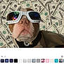Biggie Smallz joined the competition — help win amazing prizes! accessory, animal, background, brown_and_white, canine, close_up, collar, cool, dog, expression, face, fashion, funny, hundred_dollar_bills, indoor, money, pet, portrait, stylish, sunglasses