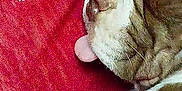 Biggie Smallz is registered to the contest to win money with this photo: animal, baby, bodypart, boxer, bulldog, canine, dog, face, frenchbulldog, head, hound, mouth, person, pet, photography, pitbull, portrait, puppy, sleeping, snout