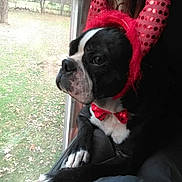 Mack Daddy is registered to the contest to win money with this photo: accessory, animal, black_and_white, bow_tie, costume, curious, cute, devil_horns, dog, domestic_animal, fall, indoor, leaves, looking_out, paw, pet, portrait, resting, seated, window