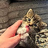 Ruby joined the competition — help win amazing prizes! kitten, cat, paw, hand, finger, cute, animal, pet, furry, playful, closeup, indoor, cozy, soft, young, mammal, whiskers, fur, domestic, tiny