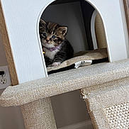 Ruby is registered to the contest to win money with this photo: kitten, cat, tabby, blue_eyes, collar, cat_house, cat_tree, furniture, indoor, pet, cute, small, curious, animal, feline, resting, cozy, beige, texture, home