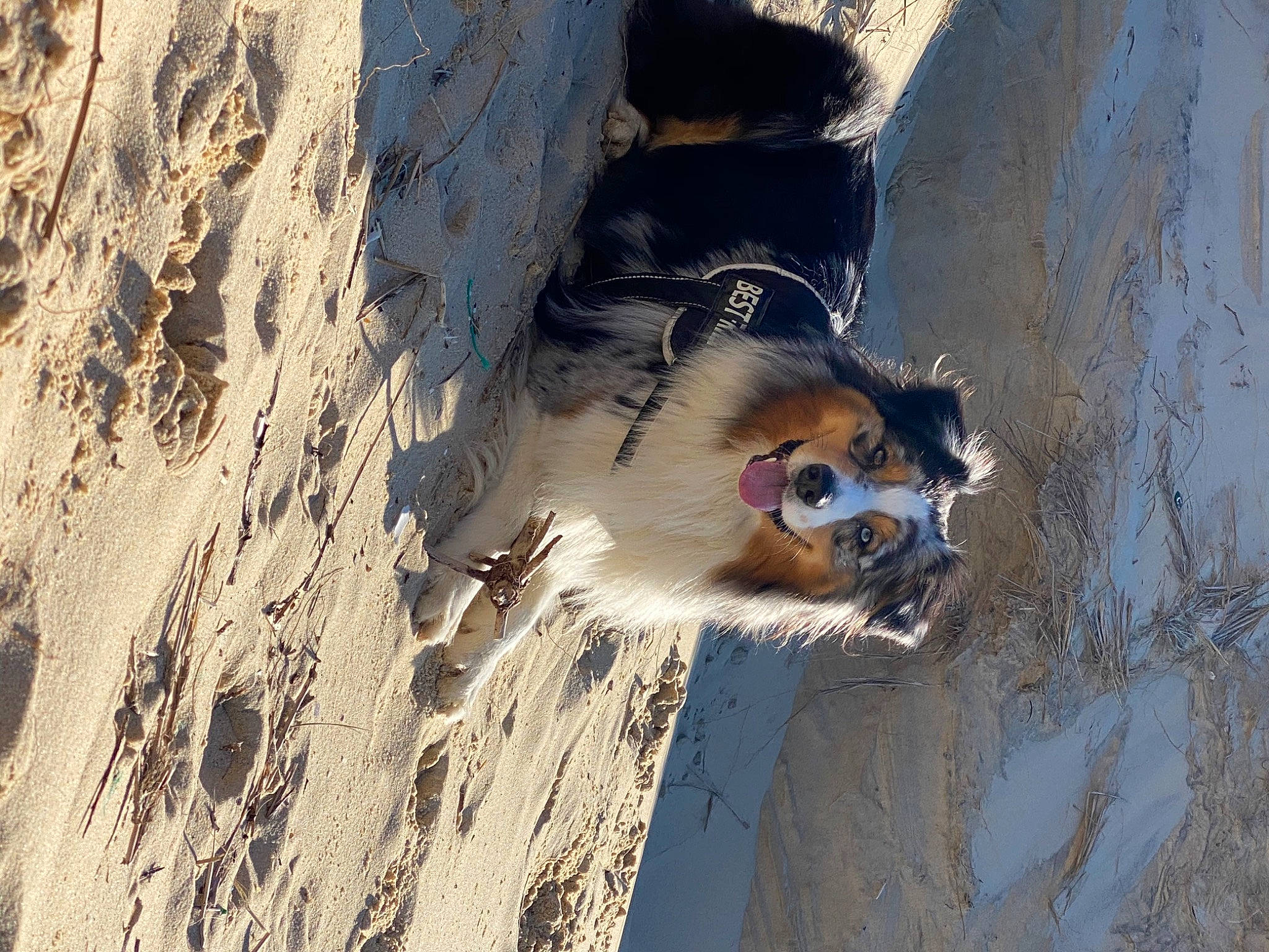 Obiwan a rejoint le concours — aidez-le/la à gagner de superbes lots ! beach, dog, freezing, fun, fur, landscape, recreation, reflection, shadow, sunglasses, tree, visual_arts, winter, wood