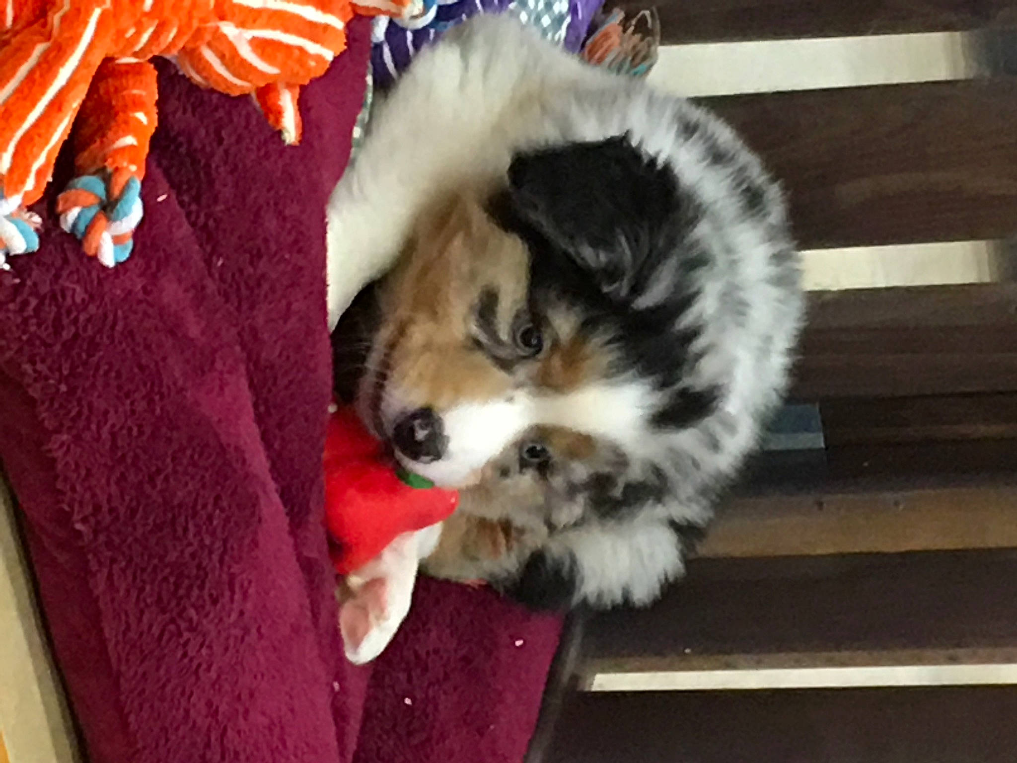 Obiwan a rejoint le concours — aidez-le/la à gagner de superbes lots ! canidae, carnivore, companion_dog, dog, dog_breed, dog_supply, fawn, felidae, fur, holiday, miniature_australian_shepherd, non_sporting_group, paw, small_to_medium_sized_cats, sporting_group, tail, toy_dog, whiskers, working_dog