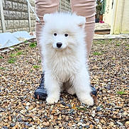 Aska participe au concours pour gagner de l'argent avec cette photo : dog, puppy, samoyed, white_fur, fluffy, outdoor, gravel, boots, legs, leash, curious, pet, animal, young_dog, walking, nature, small_rocks, person, canine, fur