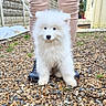 dog, puppy, samoyed, white_fur, fluffy, outdoor, gravel, boots, legs, leash, curious, pet, animal, young_dog, walking, nature, small_rocks, person, canine, fur