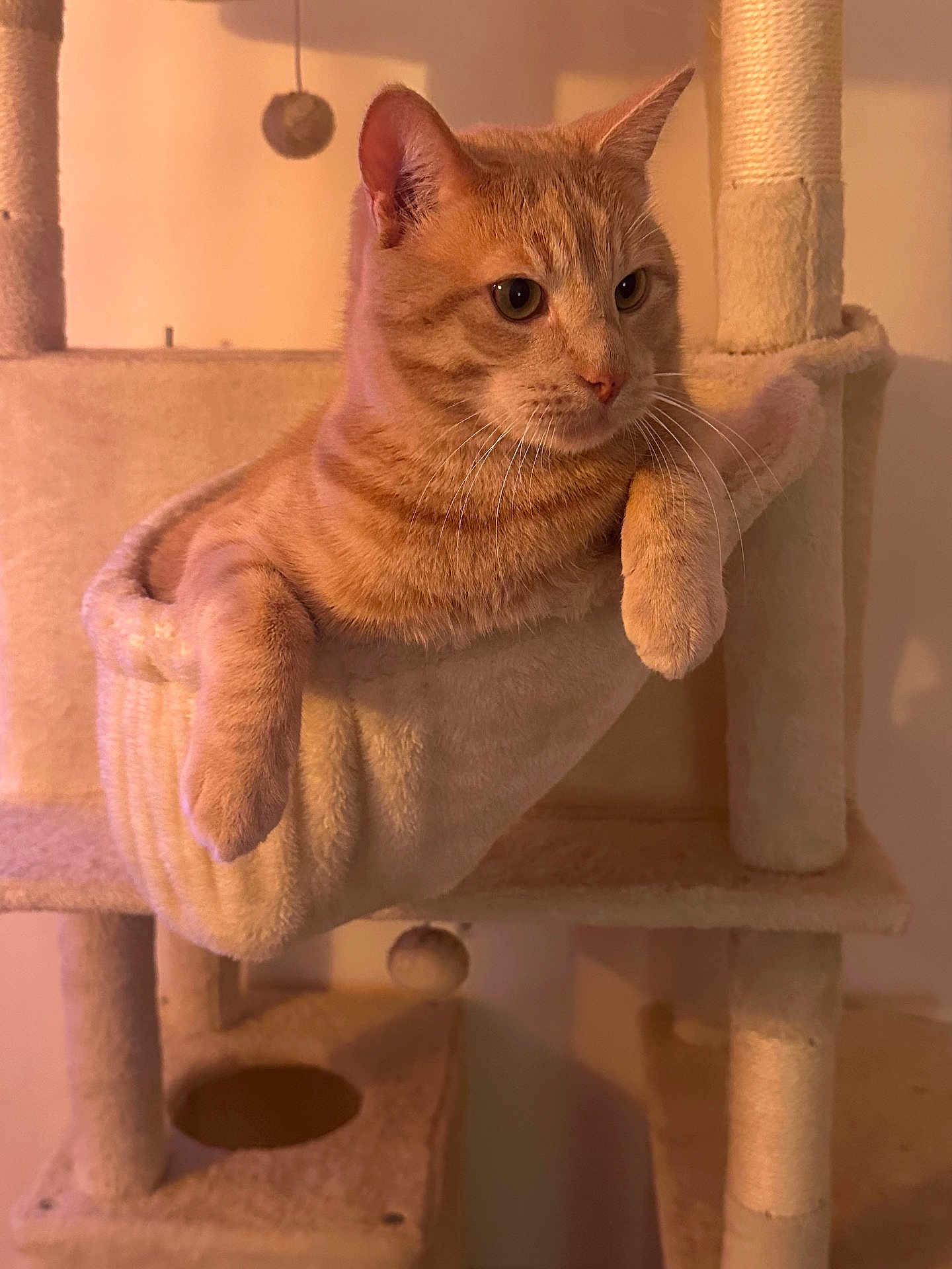 Simba