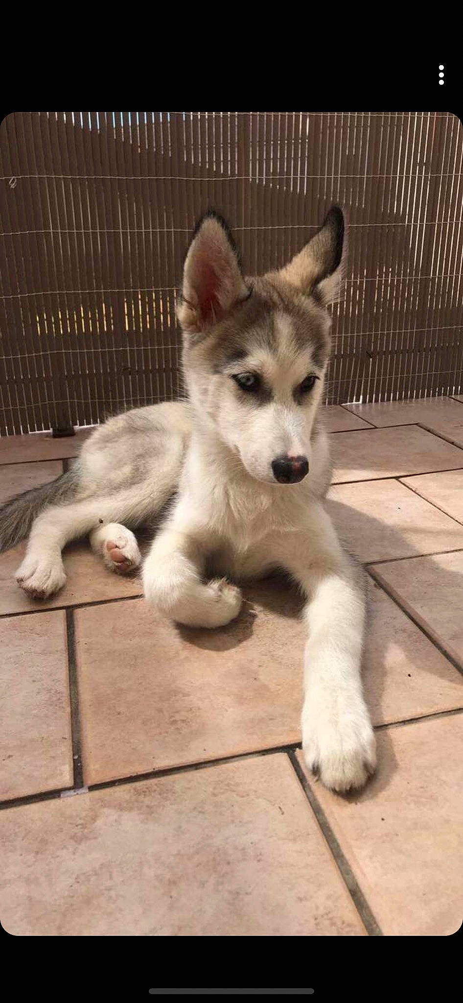 Aldo a rejoint le concours — aidez-le/la à gagner de superbes lots ! alaskan_malamute, canadian_eskimo_dog, canidae, carnivore, dog, dog_breed, east_siberian_laika, labrador_husky, mammal, miniature_siberian_husky, native_american_indian_dog, northern_inuit_dog, saarloos_wolfdog, sakhalin_husky, seppala_siberian_sleddog, siberian_husky, sled_dog, tamaskan_dog, vertebrate, wolfdog