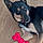 Pancho