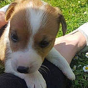 Bounty a rejoint le concours — aidez-le/la à gagner de superbes lots ! beagle, canidae, carnivore, companion_dog, dog, dog_breed, fawn, irishjacks, jack_russell_terrier, kromfohrlander, mammal, parson_russell_terrier, puppy, russell_terrier, sporting_group, vertebrate