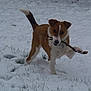 Bounty a rejoint le concours — aidez-le/la à gagner de superbes lots ! carnivoran, companion_dog, dog, dog_breed, dog_breed_group, dog_like_mammal, hound, snow, sporting_group, street_dog, welsh_sheepdog, winter