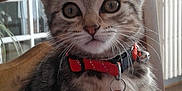 Chipie participe au concours pour gagner de l'argent avec cette photo : aegean_cat, american_shorthair, american_wirehair, cat, cat_like_mammal, domestic_short_haired_cat, dragon_li, european_shorthair, fauna, fur, kitten, small_to_medium_sized_cats, snout, tabby_cat, whiskers