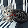 Chipie participe au concours pour gagner de l'argent avec cette photo : aegean_cat, american_shorthair, american_wirehair, asian, australian_mist, california_spangled, carnivoran, cat, cat_like_mammal, domestic_short_haired_cat, dragon_li, european_shorthair, fur, kitten, pixie_bob, small_to_medium_sized_cats, snout, tabby_cat, whiskers