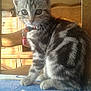 Chipie a rejoint le concours — aidez-le/la à gagner de superbes lots ! aegean_cat, american_shorthair, american_wirehair, california_spangled, cat, cat_like_mammal, domestic_short_haired_cat, dragon_li, european_shorthair, fauna, fur, kitten, small_to_medium_sized_cats, snout, tabby_cat, tail, whiskers