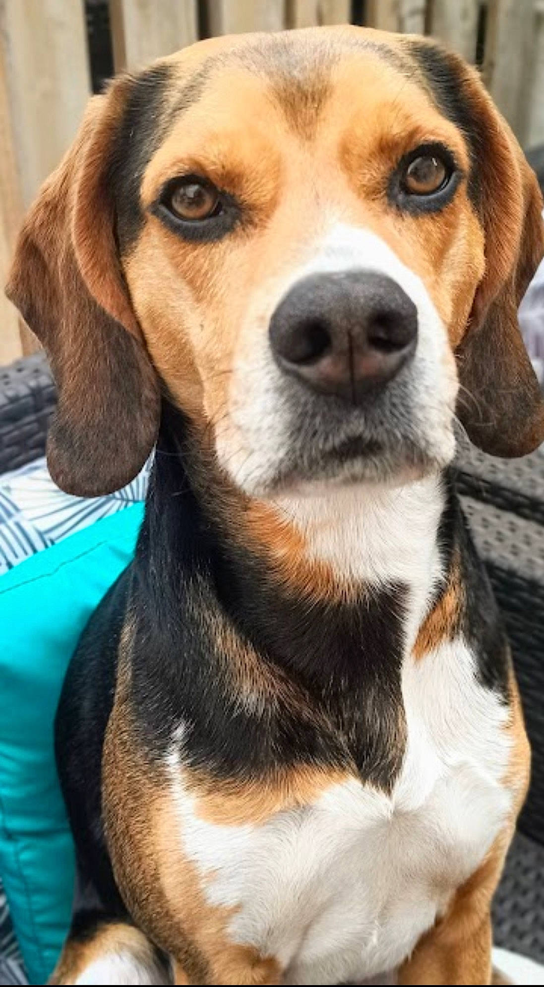 Nandi a rejoint le concours — aidez-le/la à gagner de superbes lots ! beagle, beaglier, canidae, carnivore, collar, companion_dog, dog, dog_breed, dog_supply, fur, hound, pet_supply, scent_hound, snout, sporting_group, terrestrial_animal, water, whiskers, white, working_animal