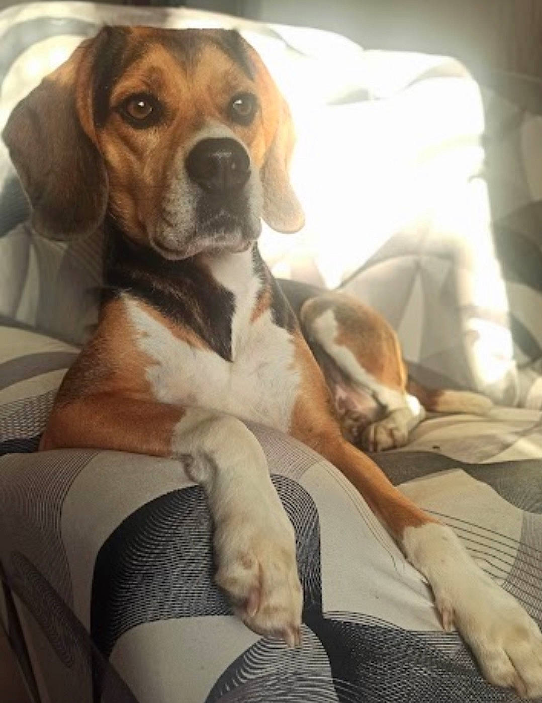 Nandi participe au concours pour gagner de l'argent avec cette photo : beaglier, carnivore, collar, comfort, companion_dog, dog, dog_breed, dog_collar, fawn, fur, hound, linens, liver, scent_hound, sporting_group, working_animal, working_dog