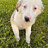Jazzy joined the competition — help win amazing prizes! puppy, dog, grass, outdoor, greenery, cute, animal, pet, fur, white, blue_eyes, brown_eyes, nature, young, adorable, portrait, sitting, closeup, background, hedge