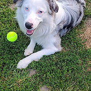 Jazzy joined the competition — help win amazing prizes! dog, grass, tennis_ball, outdoor, pet, animal, happy, playful, blue_eyes, white_fur, gray_fur, smiling, nature, canine, summer, cute, lying_down, friendly, fur, sunlight