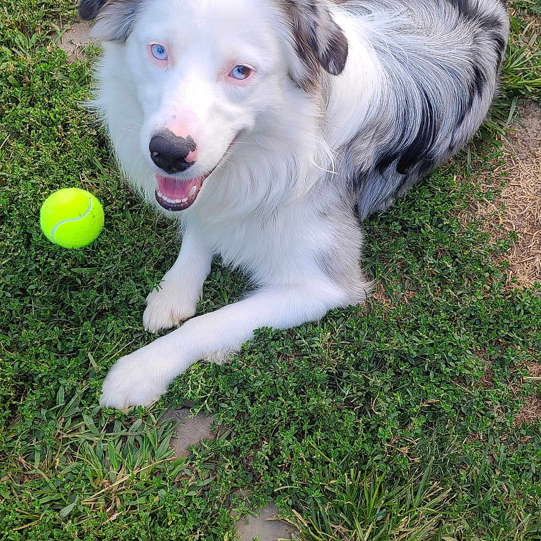 Jazzy joined the competition — help win amazing prizes! dog, grass, tennis_ball, outdoor, pet, animal, happy, playful, blue_eyes, white_fur, gray_fur, smiling, nature, canine, summer, cute, lying_down, friendly, fur, sunlight