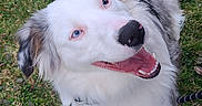 Jazzy is registered to the contest to win money with this photo: dog, australian_shepherd, blue_eyes, grass, happy, pet, canine, outdoor, playful, fur, smiling, laying_down, animal, nature, friendly, tongue, ears, collar, leash, cute