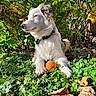 Jazzy joined the competition — help win amazing prizes! dog, white_dog, orange_ball, grass, greenery, bushes, outdoor, pet, collar, sunlight, nature, animal, playful, fur, relaxing, daylight, ground, leaves, canine, garden