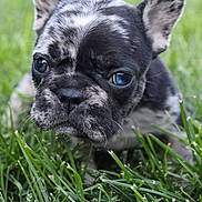 Gordon Ramsay is registered to the contest to win money with this photo: animal, black_and_white, brindle, closeup, cute, dog, ears, eyes, face, french_bulldog, grass, lawn, lying_down, nature, nose, outdoor, pet, portrait, puppy, whiskers