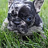 animal, black_and_white, brindle, closeup, cute, dog, ears, eyes, face, french_bulldog, grass, lawn, lying_down, nature, nose, outdoor, pet, portrait, puppy, whiskers