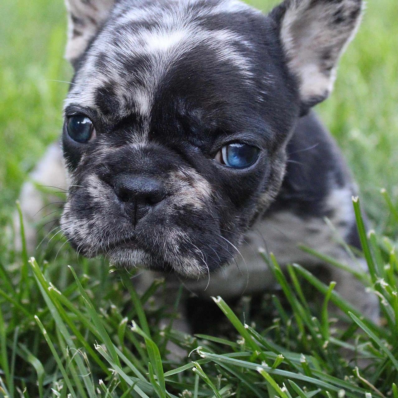 Gordon Ramsay is registered to the contest to win money with this photo: animal, black_and_white, brindle, closeup, cute, dog, ears, eyes, face, french_bulldog, grass, lawn, lying_down, nature, nose, outdoor, pet, portrait, puppy, whiskers
