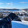 Poca a rejoint le concours — aidez-le/la à gagner de superbes lots ! animal, blue_sky, canine, cold, daylight, dog, field, fur, harness, hills, landscape, looking_away, nature, outdoor, pet, profile, scenic, snow, village, winter