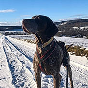 Poca a rejoint le concours — aidez-le/la à gagner de superbes lots ! adventure, animal, blue_sky, canine, cold, daylight, dog, field, fur, harness, landscape, leash, nature, outdoor, path, rural, scenic, snow, standing, winter