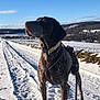 adventure, animal, blue_sky, canine, cold, daylight, dog, field, fur, harness, landscape, leash, nature, outdoor, path, rural, scenic, snow, standing, winter