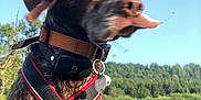 Poca participe au concours pour gagner de l'argent avec cette photo : animal, blurry, canine, closeup, collar, daylight, dog, field, forest, grass, harness, landscape, mammal, motion, nature, outdoor, pet, portrait, sky, tree