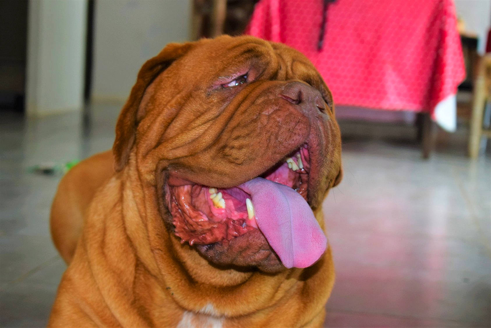 Joyce a rejoint le concours — aidez-le/la à gagner de superbes lots ! ancient_dog_breeds, british_bulldogs, bulldog, bullmastiff, canidae, carnivore, dog, dog_breed, dogue_de_bordeaux, korean_mastiff, mammal, neapolitan_mastiff, old_english_bulldog, olde_english_bulldogge, ori_pei, shar_pei, snout, vertebrate, working_dog, wrinkle