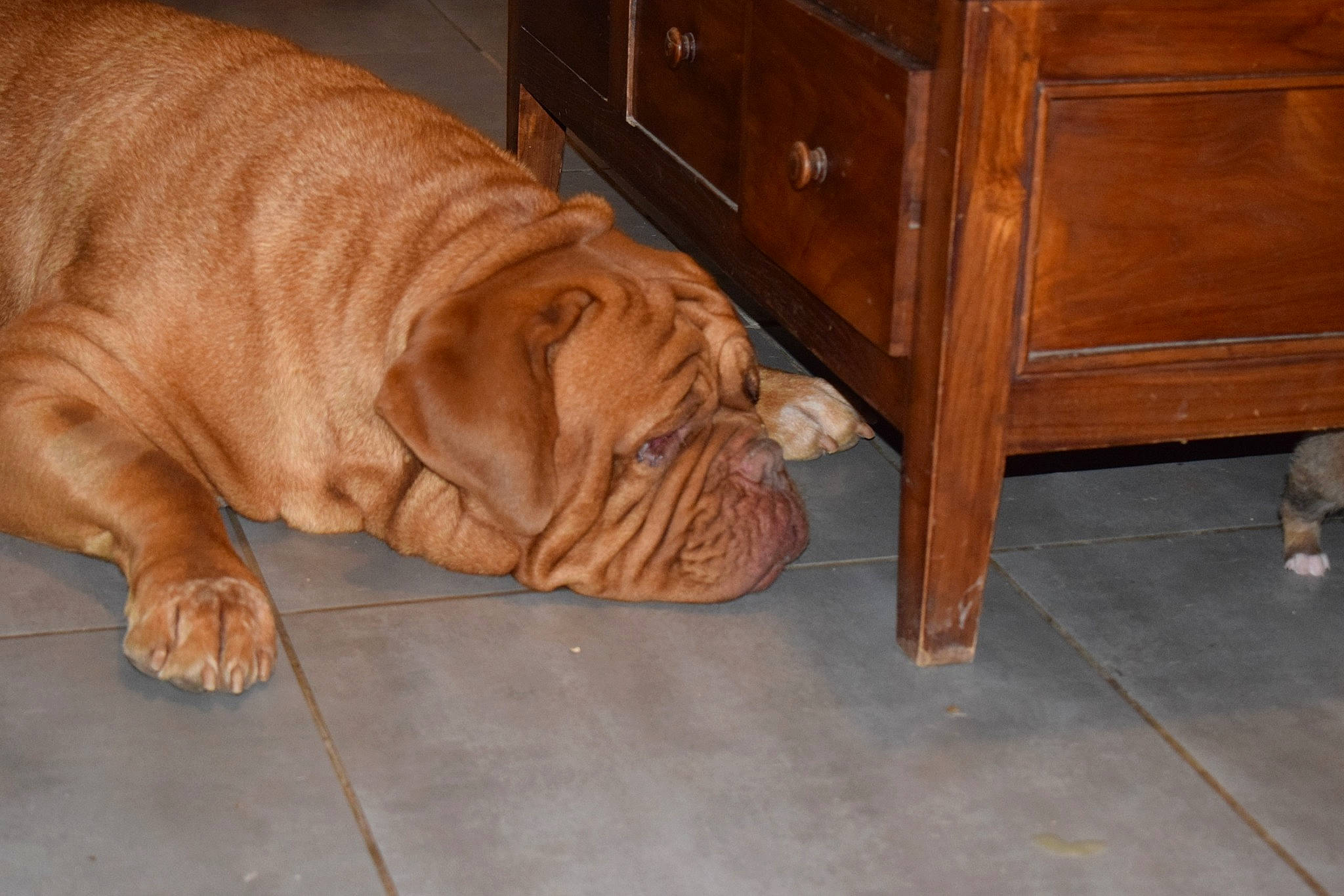 Joyce participe au concours pour gagner de l'argent avec cette photo : british_bulldogs, canidae, carnivore, companion_dog, dog, dog_breed, dogue_de_bordeaux, fawn, floor, flooring, korean_mastiff, mammal, neapolitan_mastiff, old_english_bulldog, ori_pei, shar_pei, snout, vertebrate, wood, wrinkle