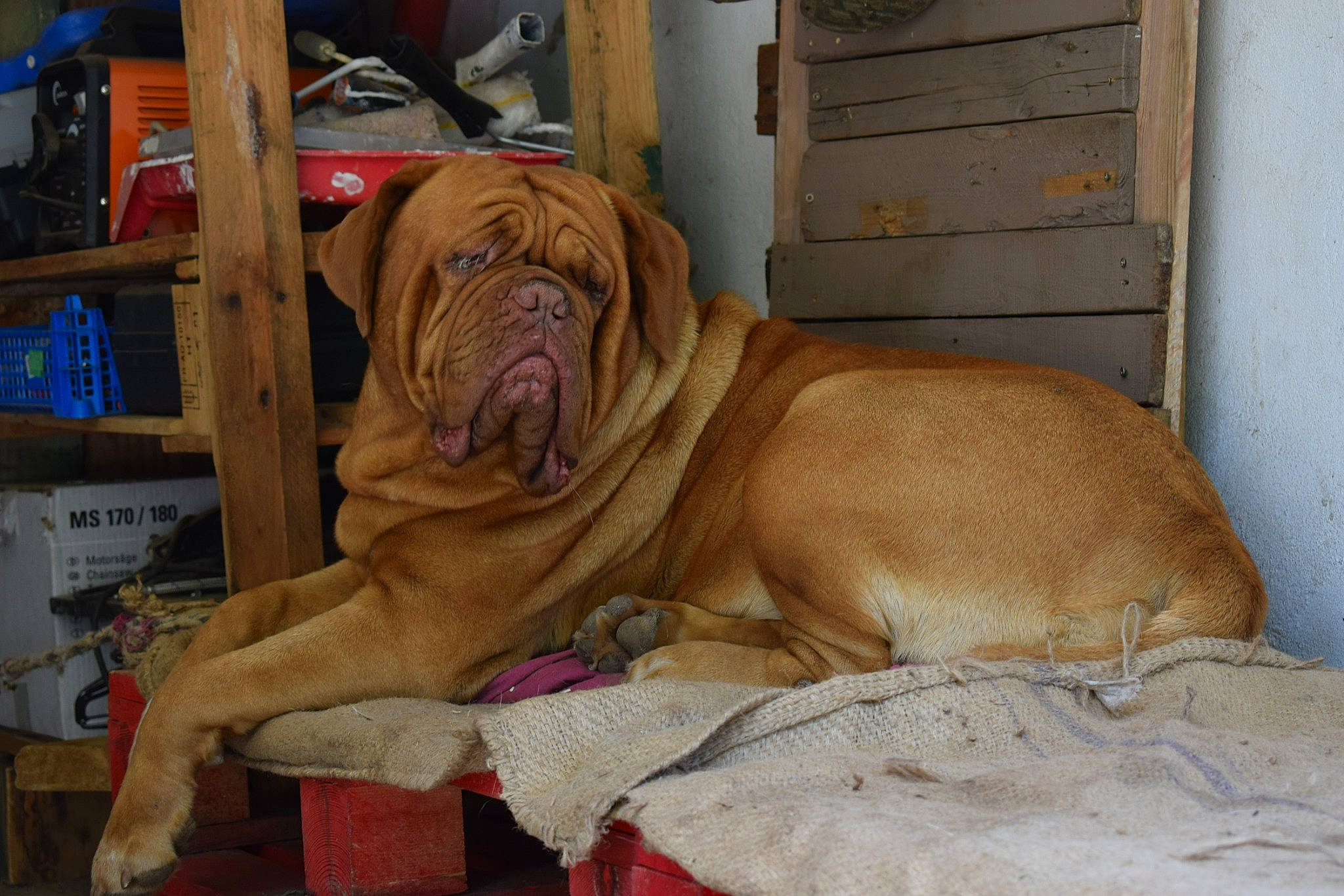 Joyce participe au concours pour gagner de l'argent avec cette photo : ancient_dog_breeds, bullmastiff, canidae, carnivore, companion_dog, dog, dog_breed, dogue_de_bordeaux, fawn, guard_dog, korean_mastiff, mammal, molosser, neapolitan_mastiff, ori_pei, snout, vertebrate, working_dog, wrinkle