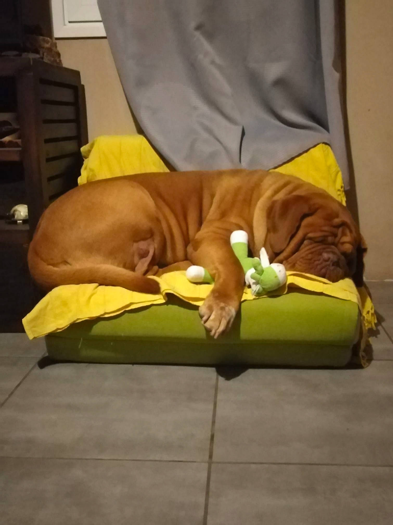 Joyce participe au concours pour gagner de l'argent avec cette photo : boxer, canidae, carnivore, dog, dog_breed, dogue_de_bordeaux, fawn, rhodesian_ridgeback, sporting_group, vizsla, yellow