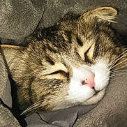 Houdini is registered to the contest to win money with this photo: cat, tabby, sleeping, close_up, fur, whiskers, pink_nose, cozy, blanket, soft, relaxed, pet, animal, mammal, cute, resting, indoor, domestic_cat, feline, peaceful