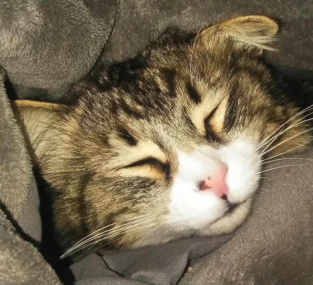 Houdini is registered to the contest to win money with this photo: cat, tabby, sleeping, close_up, fur, whiskers, pink_nose, cozy, blanket, soft, relaxed, pet, animal, mammal, cute, resting, indoor, domestic_cat, feline, peaceful