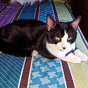 Tuxedo is registered to the contest to win money with this photo: animal, bedspread, black_and_white, cat, cozy, ears, feline, fur, home, indoor, lying_down, paws, pet, relaxed, resting, striped, whiskers, window, wood_paneling, yellow_eyes