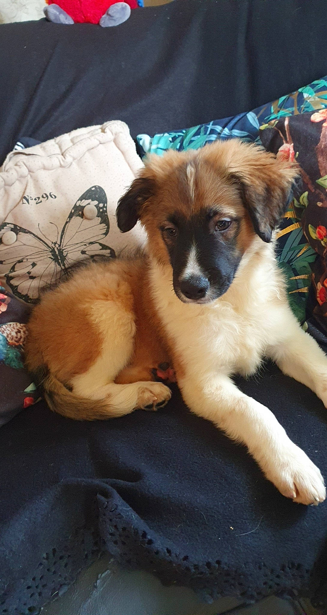 Hatchi participe au concours pour gagner de l'argent avec cette photo : canidae, carnivore, comfort, companion_dog, dog, dog_breed, fur, linens, paw, plant, snout, sporting_group, terrestrial_animal, toy_dog, whiskers, working_animal, working_dog