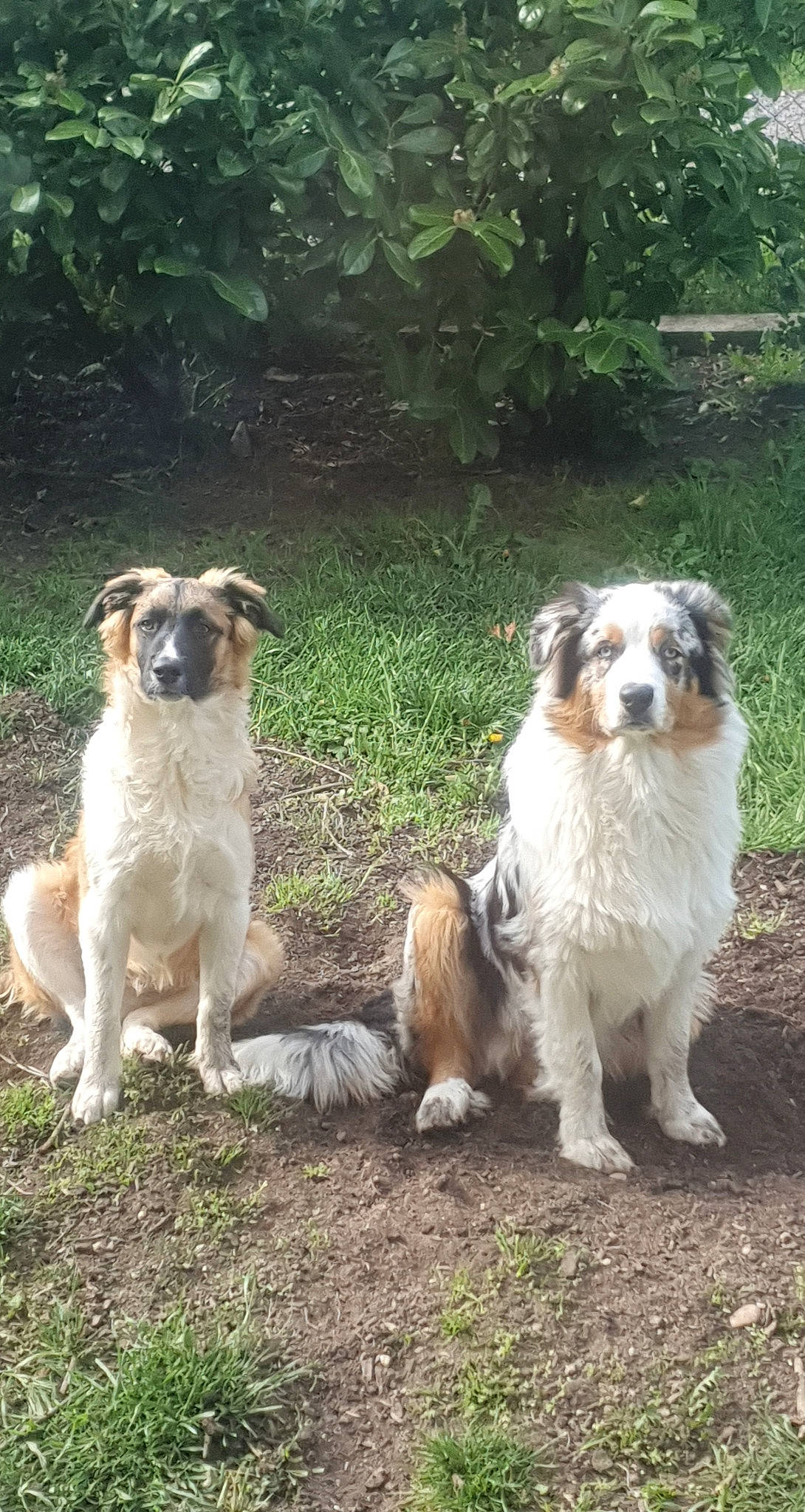 Hatchi participe au concours pour gagner de l'argent avec cette photo : canidae, carnivore, companion_dog, dog, dog_breed, fawn, fur, grass, non_sporting_group, plant, puppy, small_terrier, snout, sporting_group, tail, terrestrial_animal, terrier, toy_dog, working_animal, working_dog